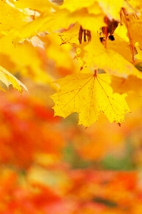 Tree nature branch abstract Photo