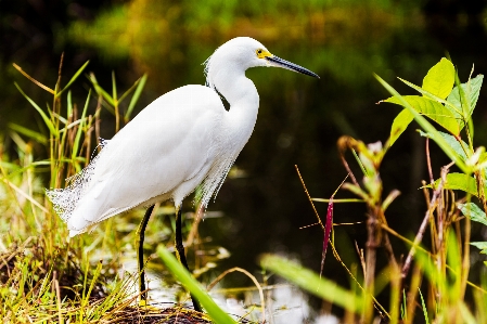 Foto água natureza pássaro animais selvagens