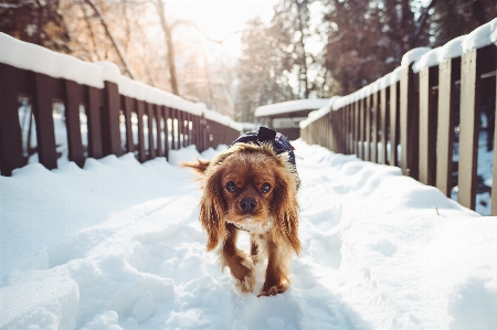 Foto Nevicare inverno cane tempo atmosferico