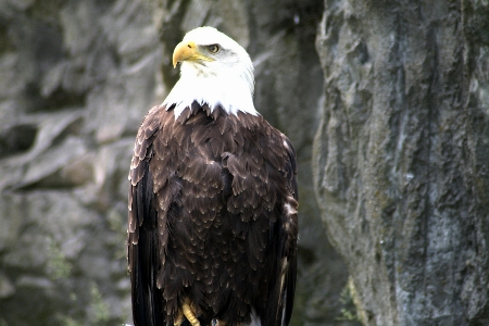 Foto Natura uccello ala animali selvatici