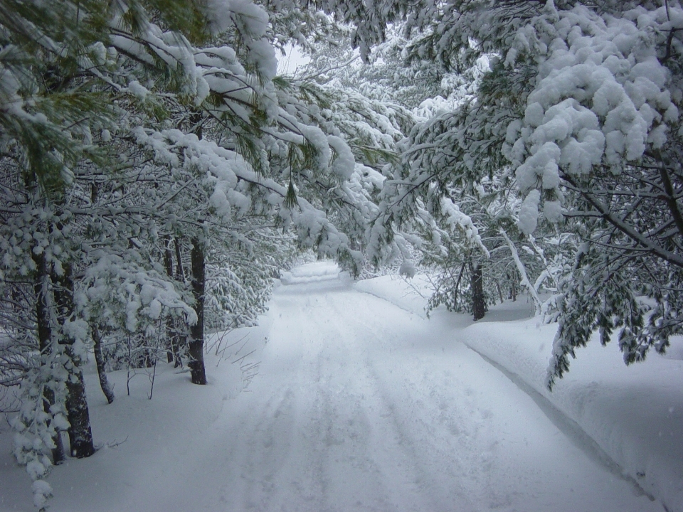 árvore floresta neve inverno