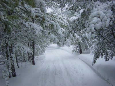 Tree forest snow winter Photo