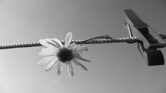 Photo Corde aile lumière noir et blanc
