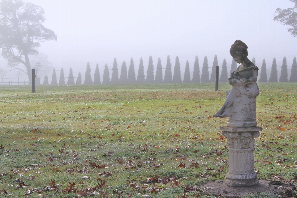 Césped frío invierno niebla