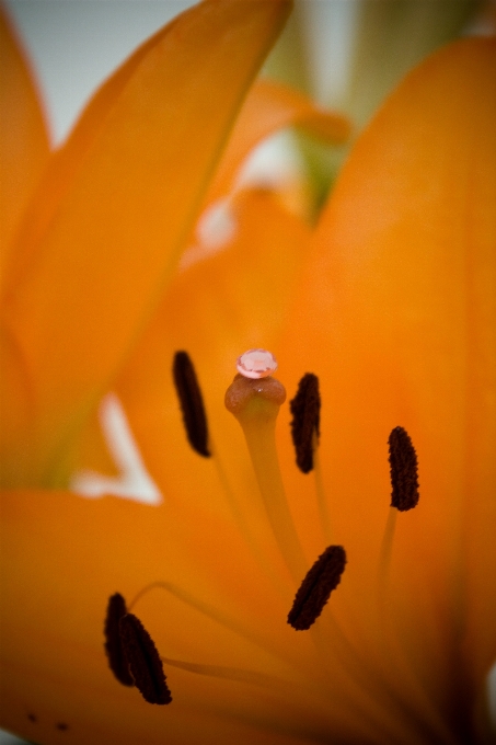 Nature plant white photography