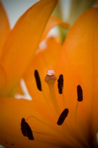 Nature plant white photography Photo