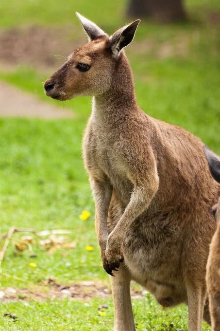 Natureza animal animais selvagens de pé