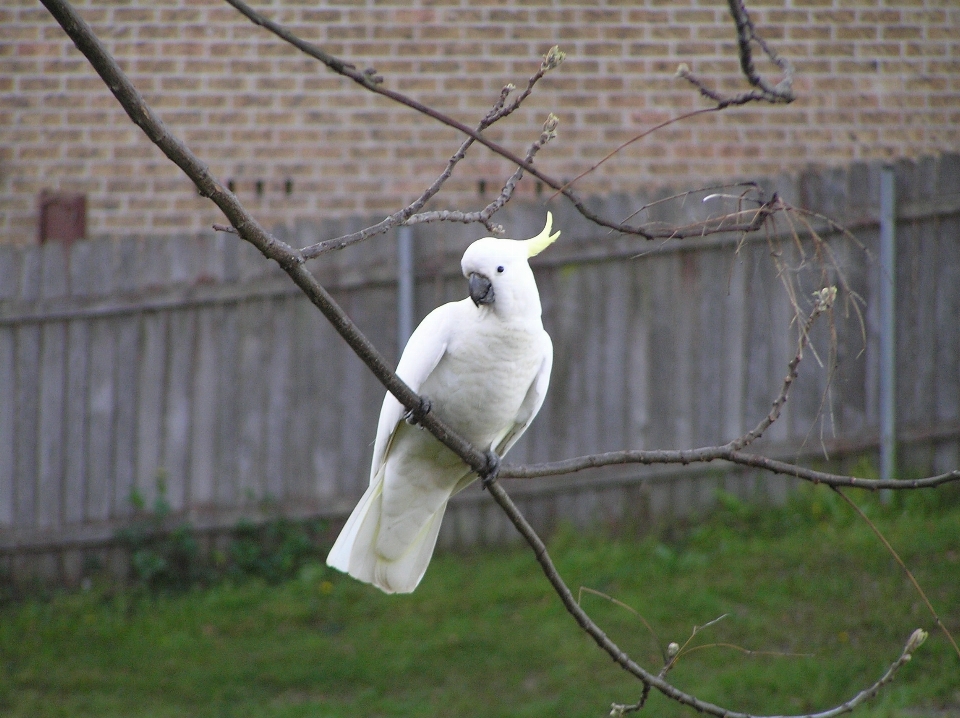 Tree branch bird wing