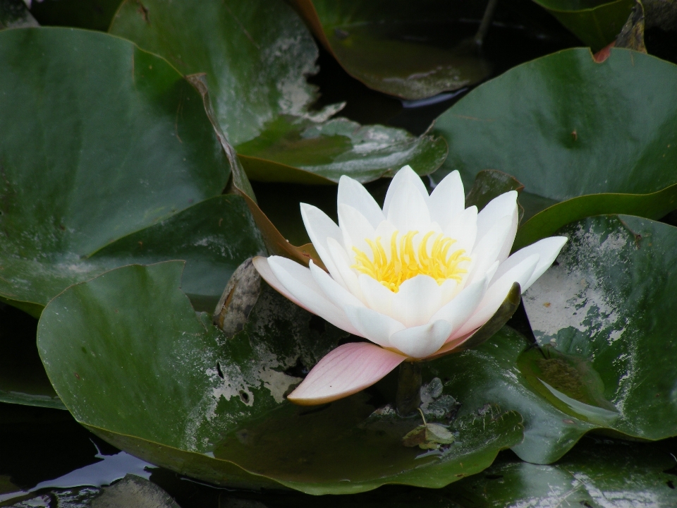 Water plant white leaf