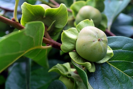 Tree branch blossom plant Photo