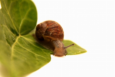 Rain leaf wet animal Photo