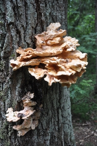 Foto Albero natura foresta crescita