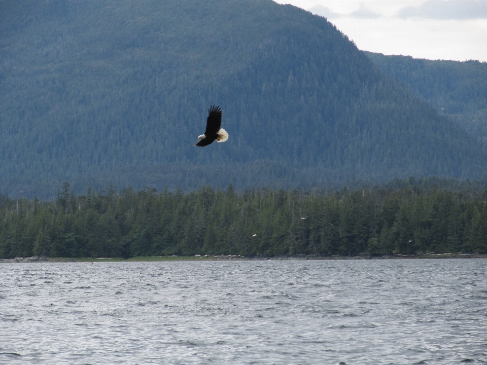 Sea forest mountain bird