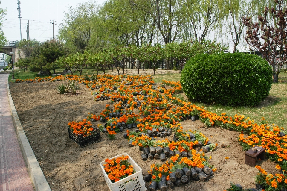 árvore plantar grama flor