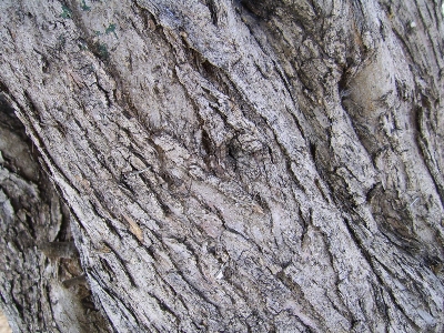 木 rock ブランチ 植物 写真