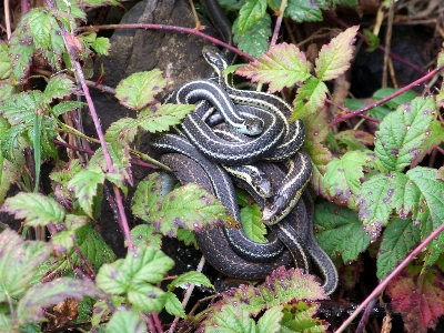 Foto Plantar flor animais selvagens botânica
