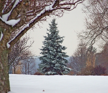 Baum zweig schnee winter Foto