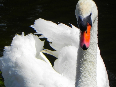 鳥 羽 白 湖 写真