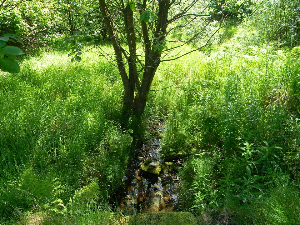 Landscape tree water nature