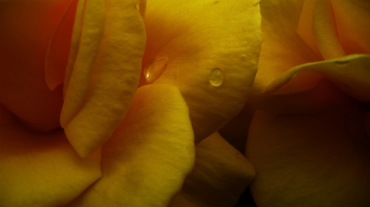 Hand nature blossom plant Photo