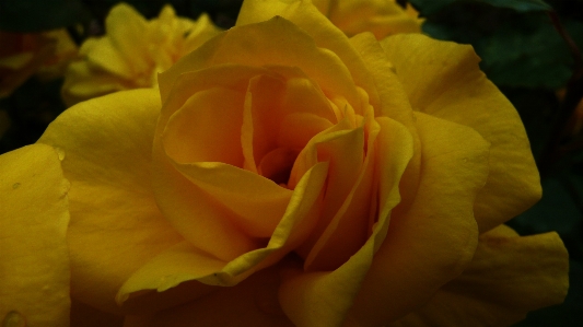 Blossom plant flower petal Photo