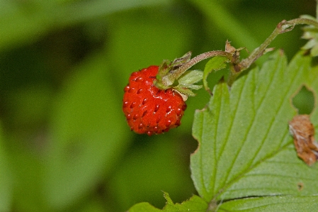 Nature plant vine photography Photo