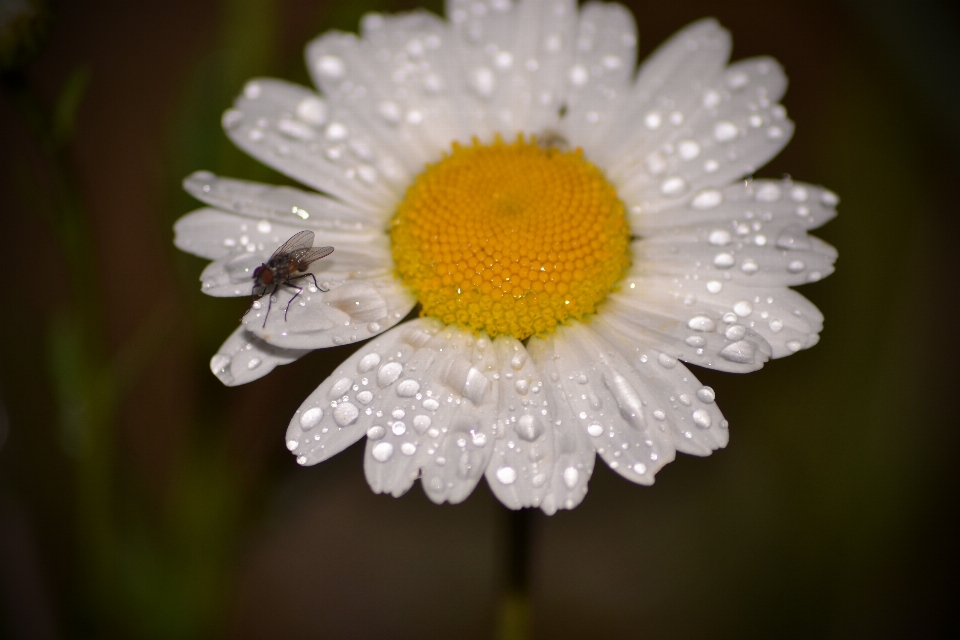 Acqua natura fiore bianco e nero
