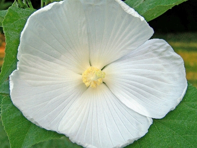 Nature blossom plant white Photo