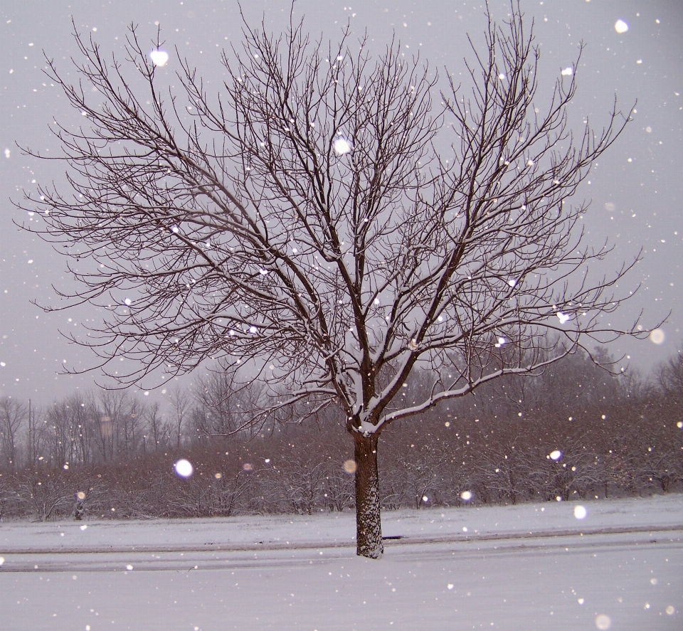 Paisagem árvore filial neve