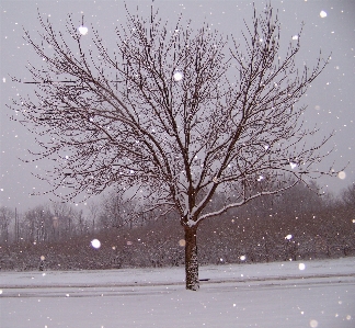 Landscape tree branch snow Photo