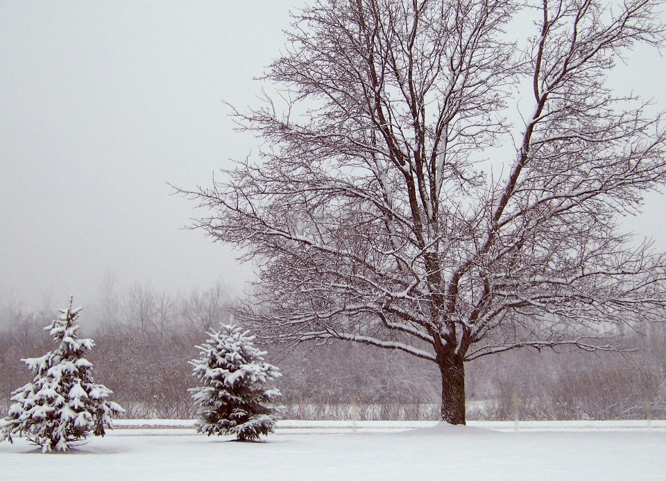 Baum zweig schnee winter