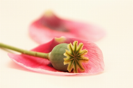 Hand nature blossom plant Photo