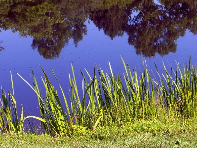 Tree water nature forest Photo