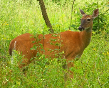 Forest grass meadow prairie Photo