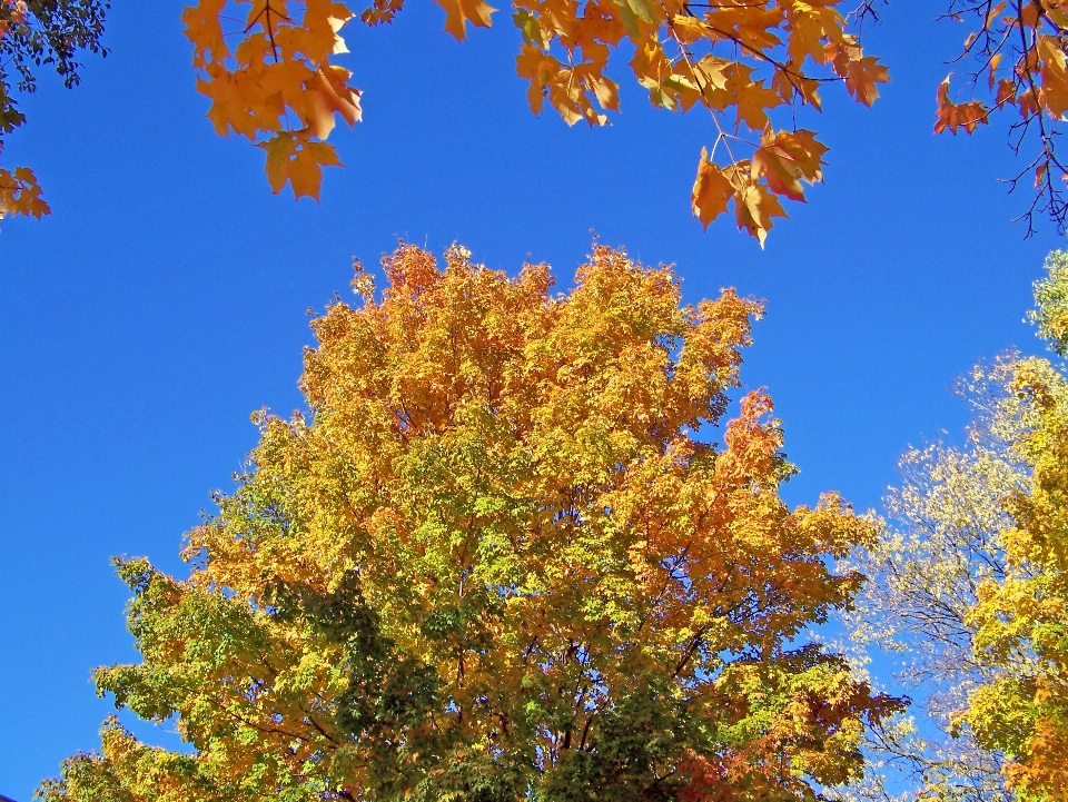 árbol rama planta cielo