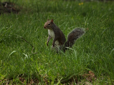 Photo Herbe prairie
 faune printemps