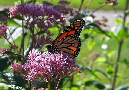 Nature flower fly summer Photo