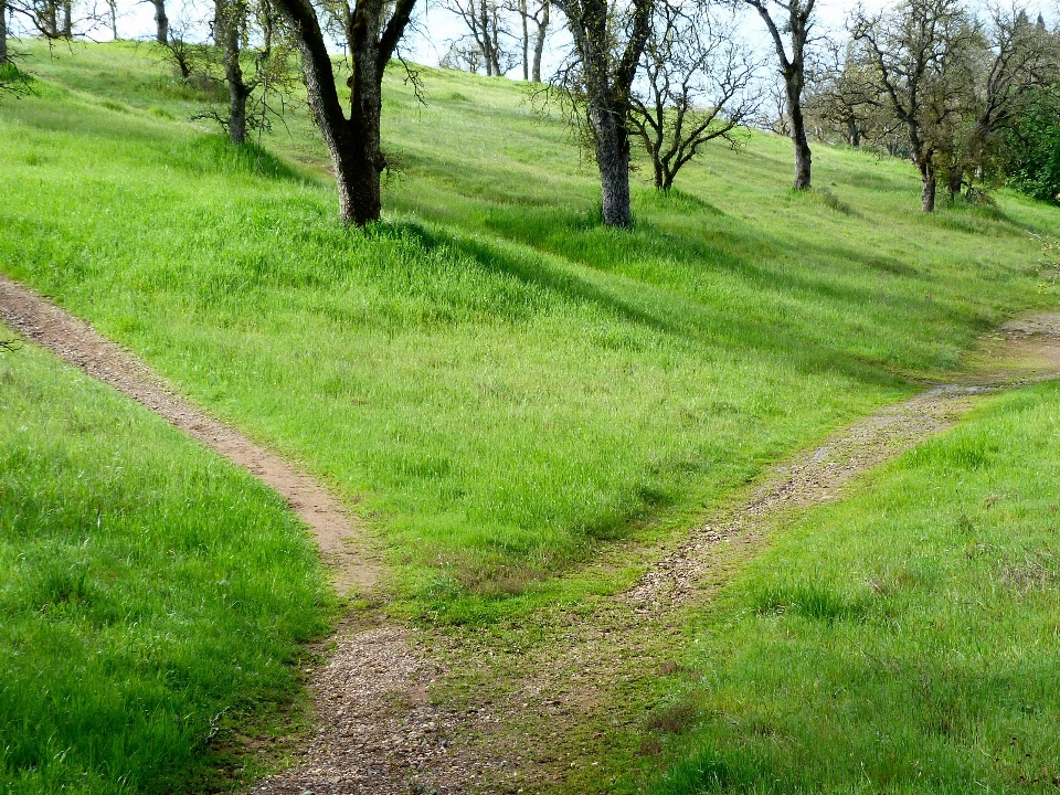 Landscape tree path pathway