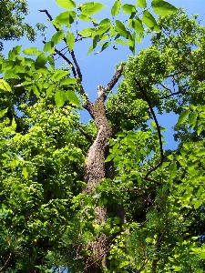 Tree forest branch plant Photo