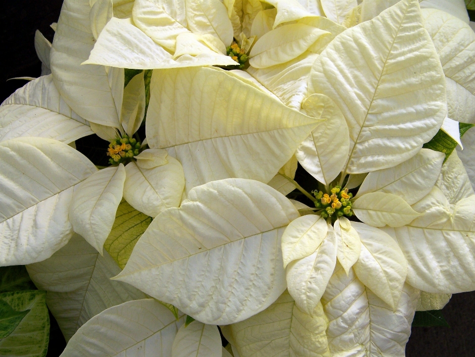 植物 白色的 叶子 花