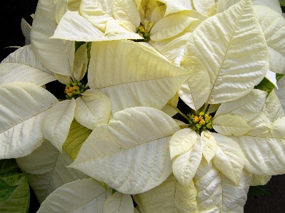 Plant white leaf flower Photo