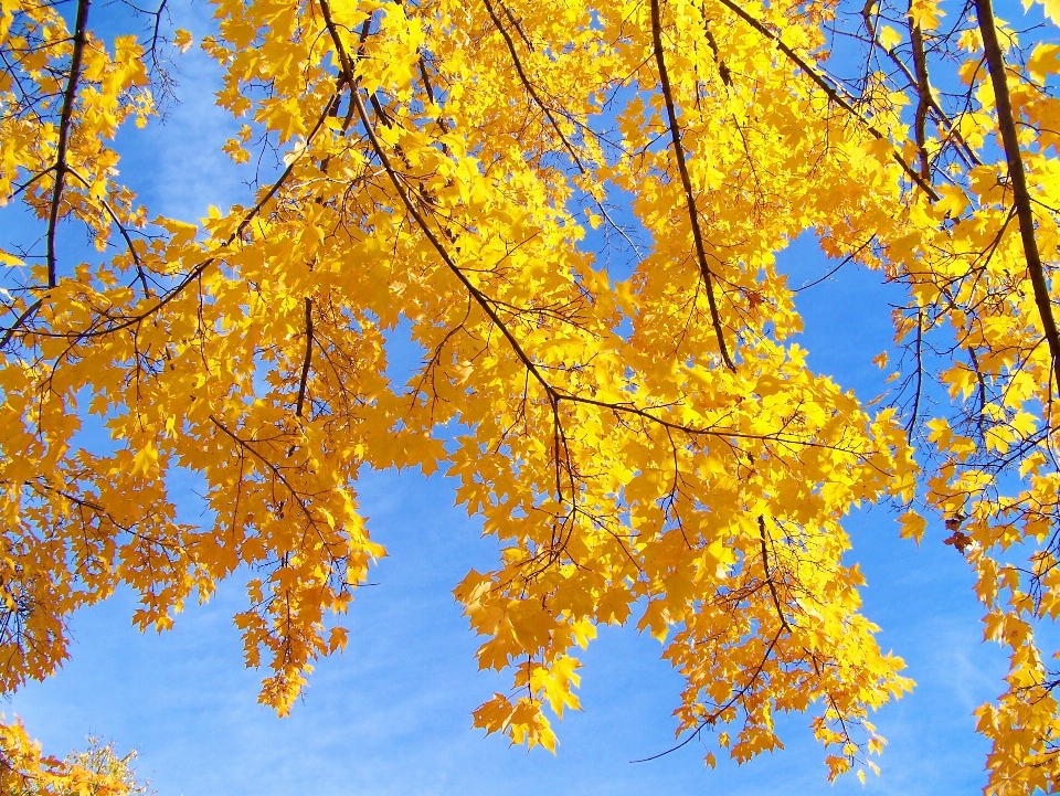 árbol rama planta cielo