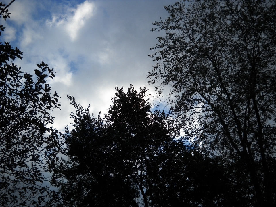 Albero natura foresta all'aperto