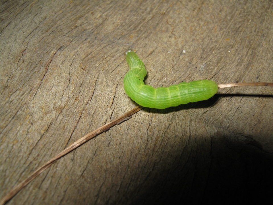 Leaf wildlife green insect