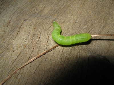 叶子 野生动物 绿色的 昆虫 照片