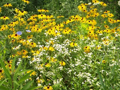 Foto Paesaggio natura all'aperto fiore