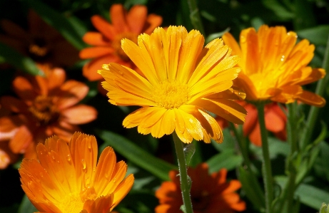 Nature blossom plant field Photo