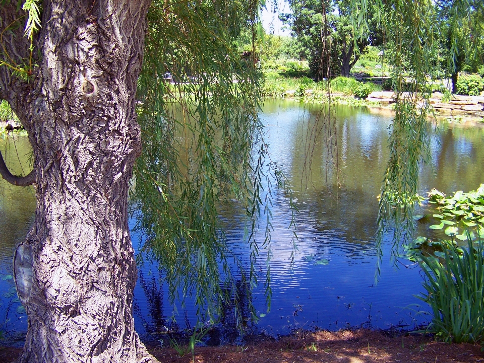 Landscape tree water nature