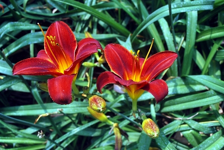 Foto Plantar flor pétala floral