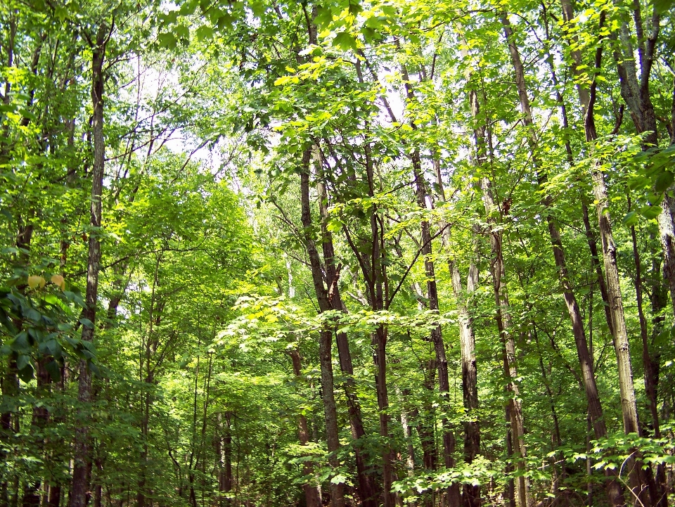 Baum natur wald wildnis
